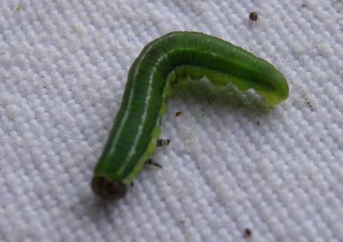 Réf. 269 326 : Gilpinia sp.